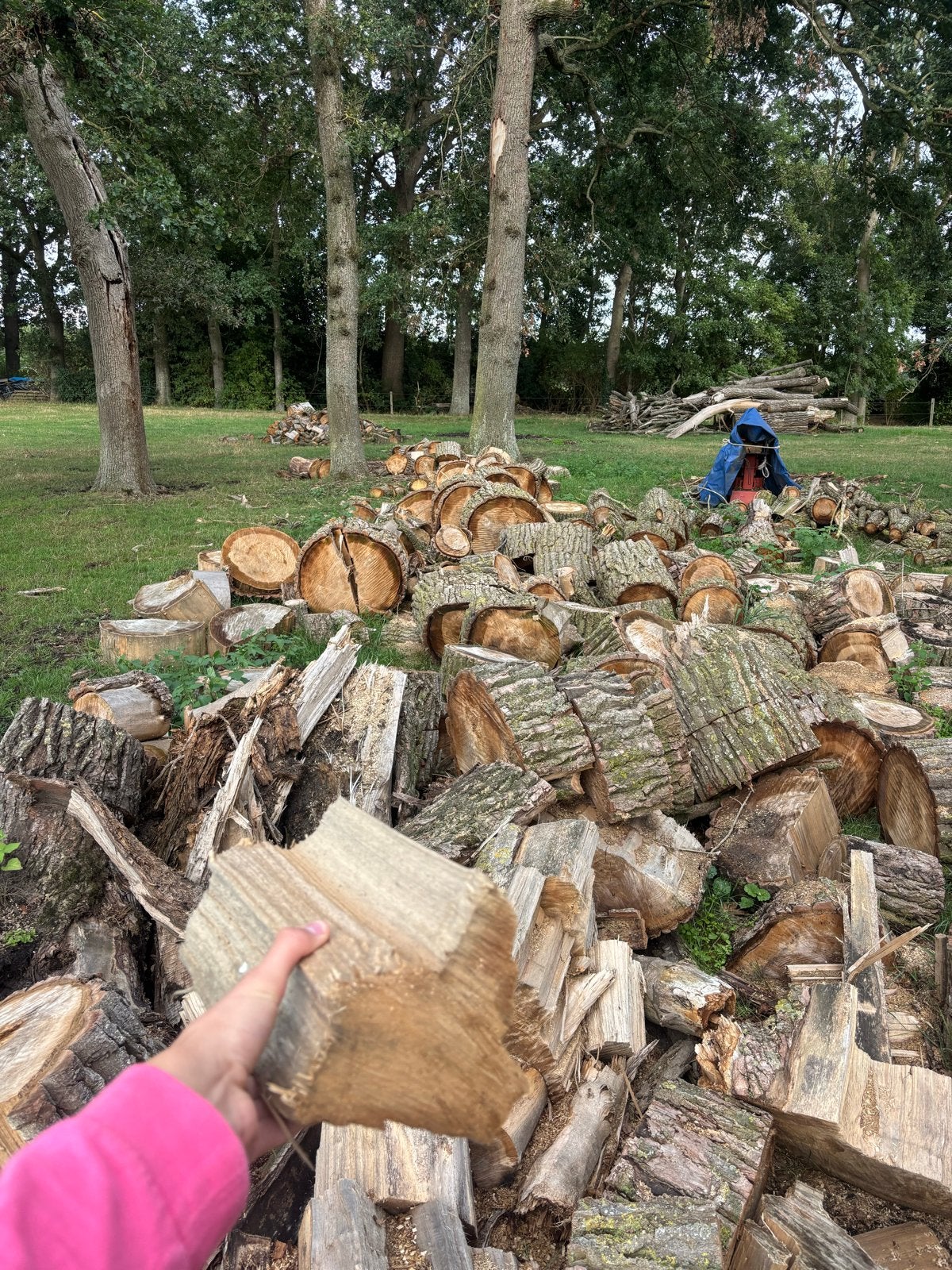 Brandhout in grote hoeveelheden beschikbaar., 6 m³ of meer, Ophalen, Overige houtsoorten, Blokken