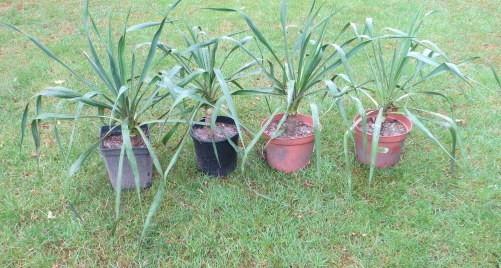 Jucca tropische vaste tuinplant per pot 4.00 euro ophalen, Tuin en Terras, Planten | Tuinplanten, Vaste plant, Halfschaduw, Zomer