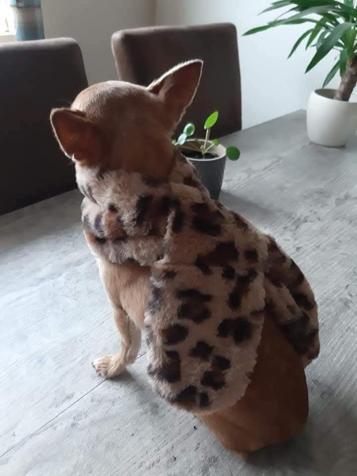 chihuahua tijgerprint sjaaltjes, Dieren en Toebehoren, Ophalen of Verzenden, Nieuw, Overige hondenkleding