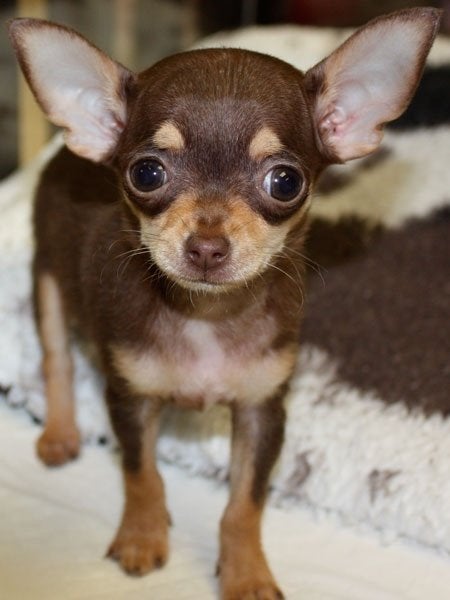Chihuahua mini pups mooi raszuiver zeer mooi kleintjes, Parvo, 8 tot 15 weken, Meerdere dieren, Eén hond