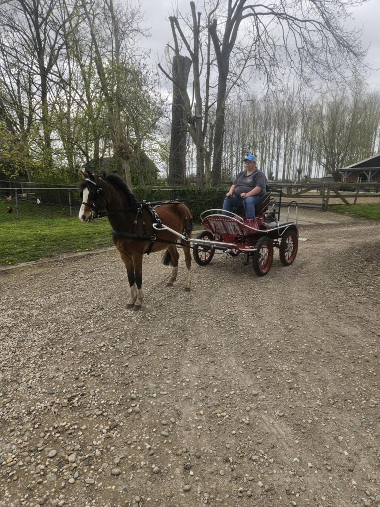 Gezocht pensionstal voor pony omgeving Den Bommel, Dieren en Toebehoren, Weidegang