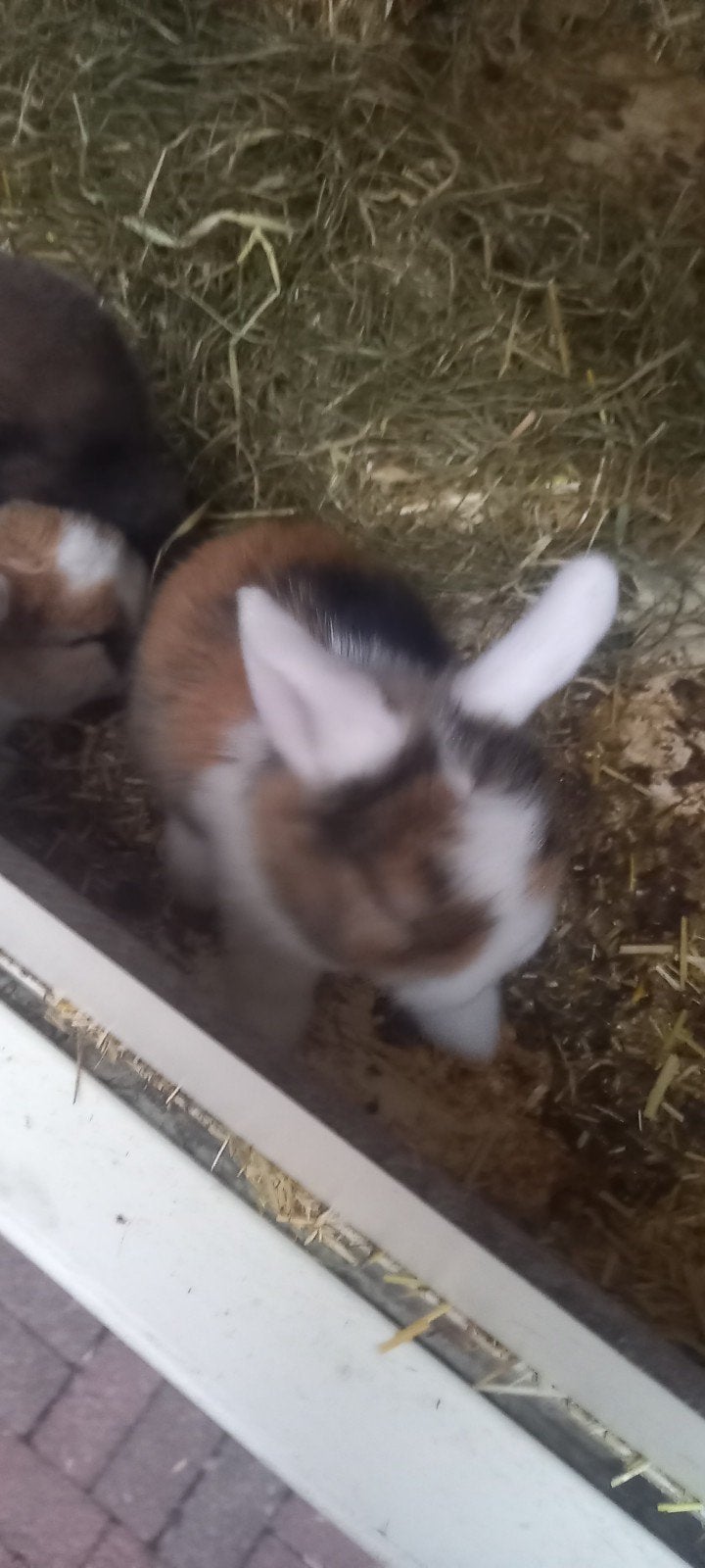 zeer tam minilop s raszuivere, Dieren en Toebehoren