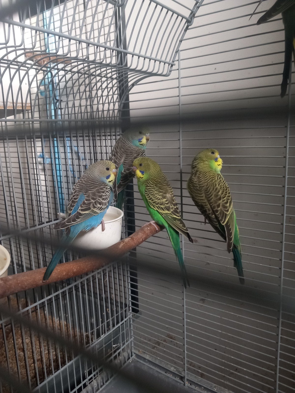 grasparkieten, Meerdere dieren, Parkiet