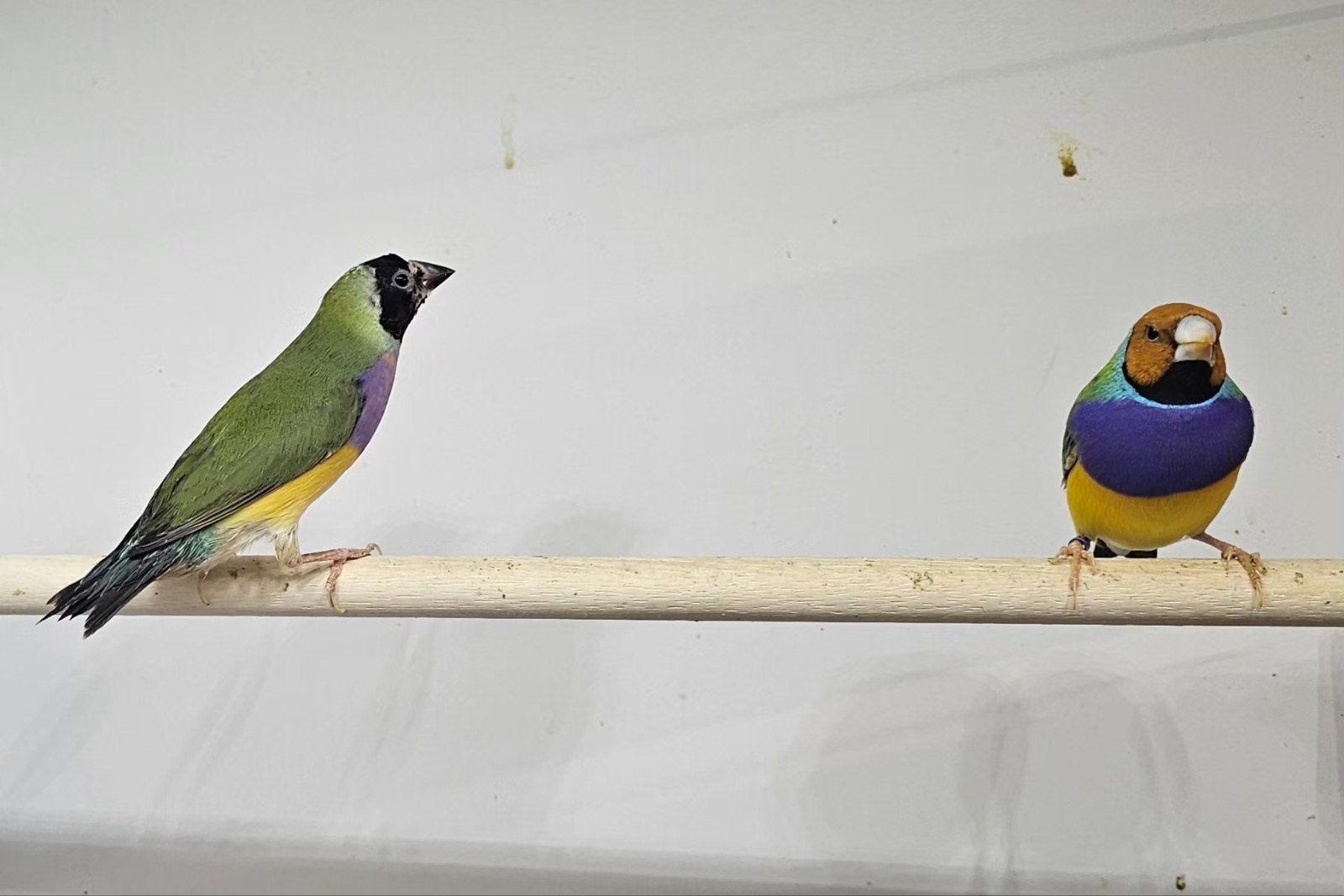 1-1 gould amadine, Dieren en Toebehoren, Vogels | Overige Vogels, Meerdere dieren