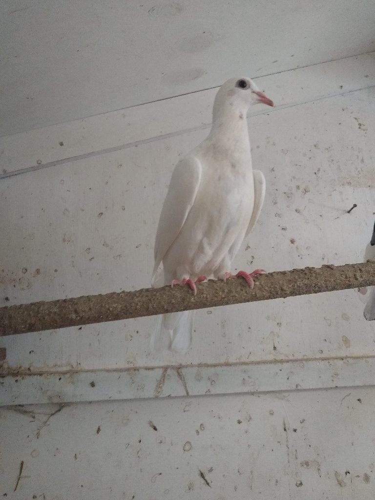 Te koop 2 jonge postduiven, Geslacht onbekend, Postduif