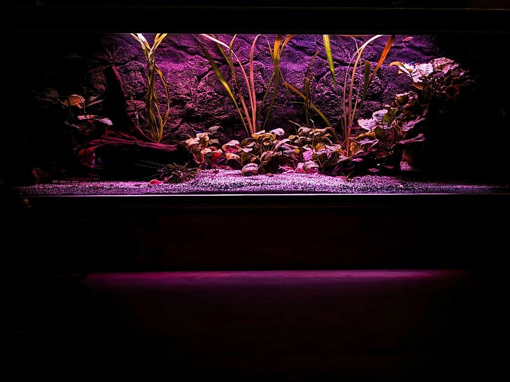 Aquarium (Trofis) 1.80mx60x65 plus inhoud, Dieren en Toebehoren, Ophalen, Gebruikt, Inclusief planten, Overige merken