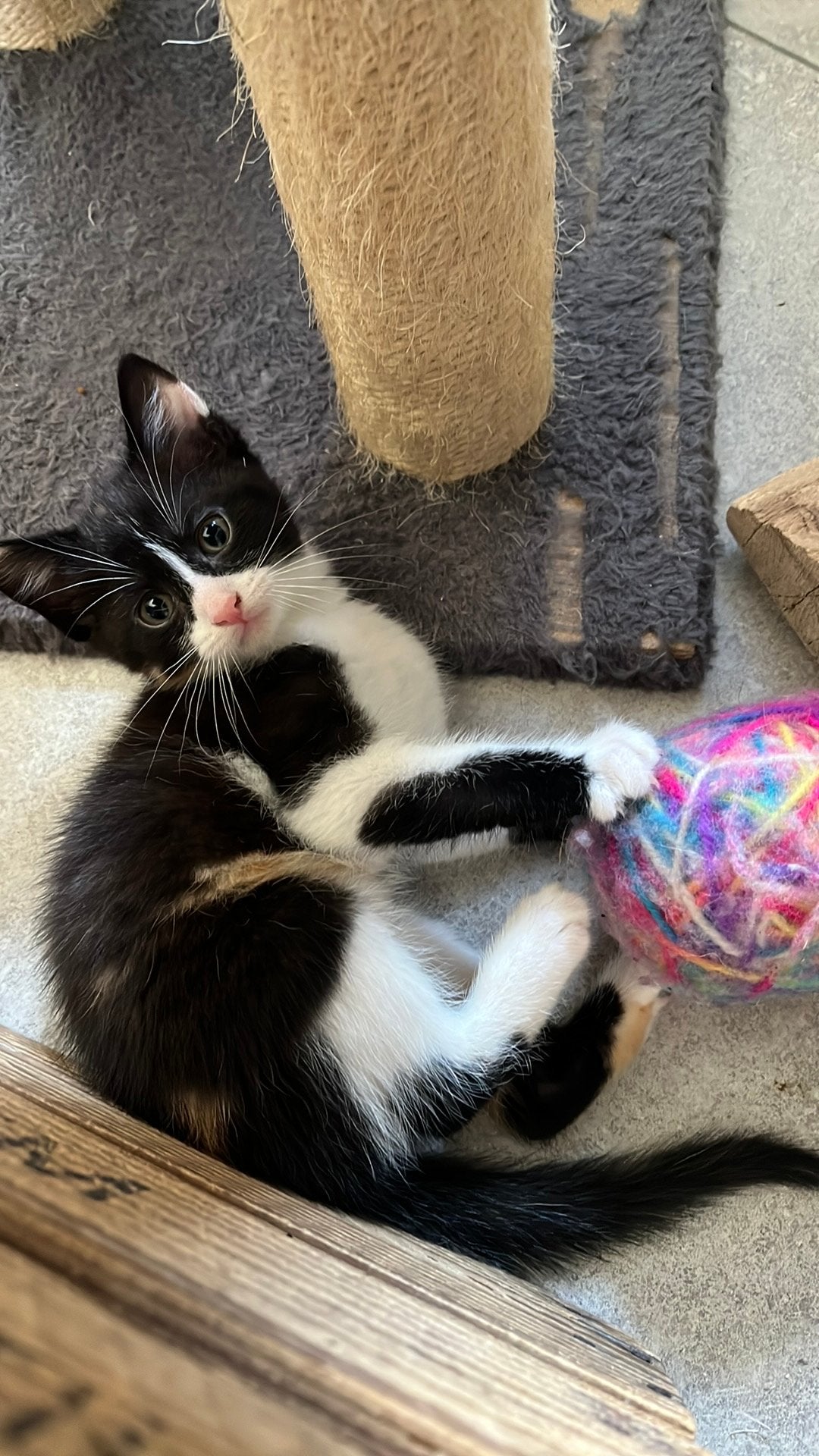 Sociale kittens kruising, Meerdere dieren, Kortharig, 0 tot 2 jaar