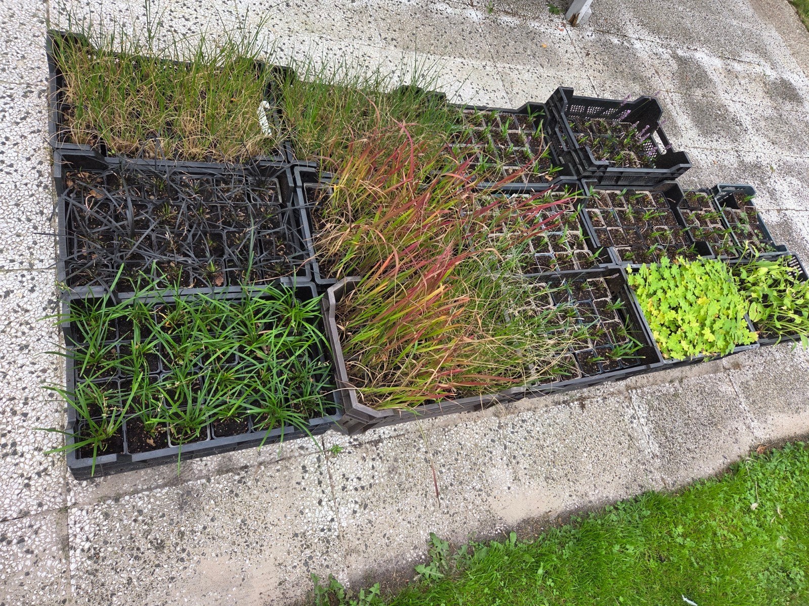 vaste planten siergrassen, Ophalen, Volle zon, Vaste plant, Siergrassen