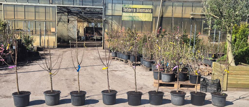 Appelboom laagstam | in soorten, Tuin en Terras, Planten | Bomen, Overige soorten, Lente, 100 tot 250 cm, Ophalen