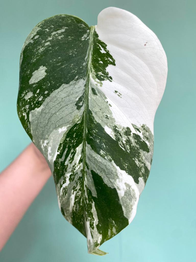 Topkwaliteit, witte Monstera Albo Variegata stek, Huis en Inrichting, Kamerplanten, Ophalen, Halfschaduw, Minder dan 100 cm