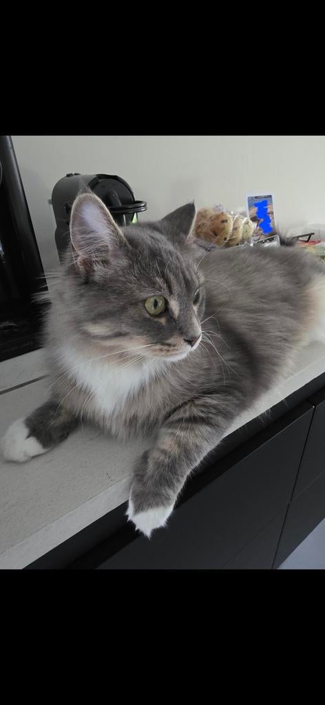 Maine coon / Ragdoll, Dieren en Toebehoren, Katten en Kittens | Raskatten | Langhaar, Poes, Gechipt, 3 tot 5 jaar