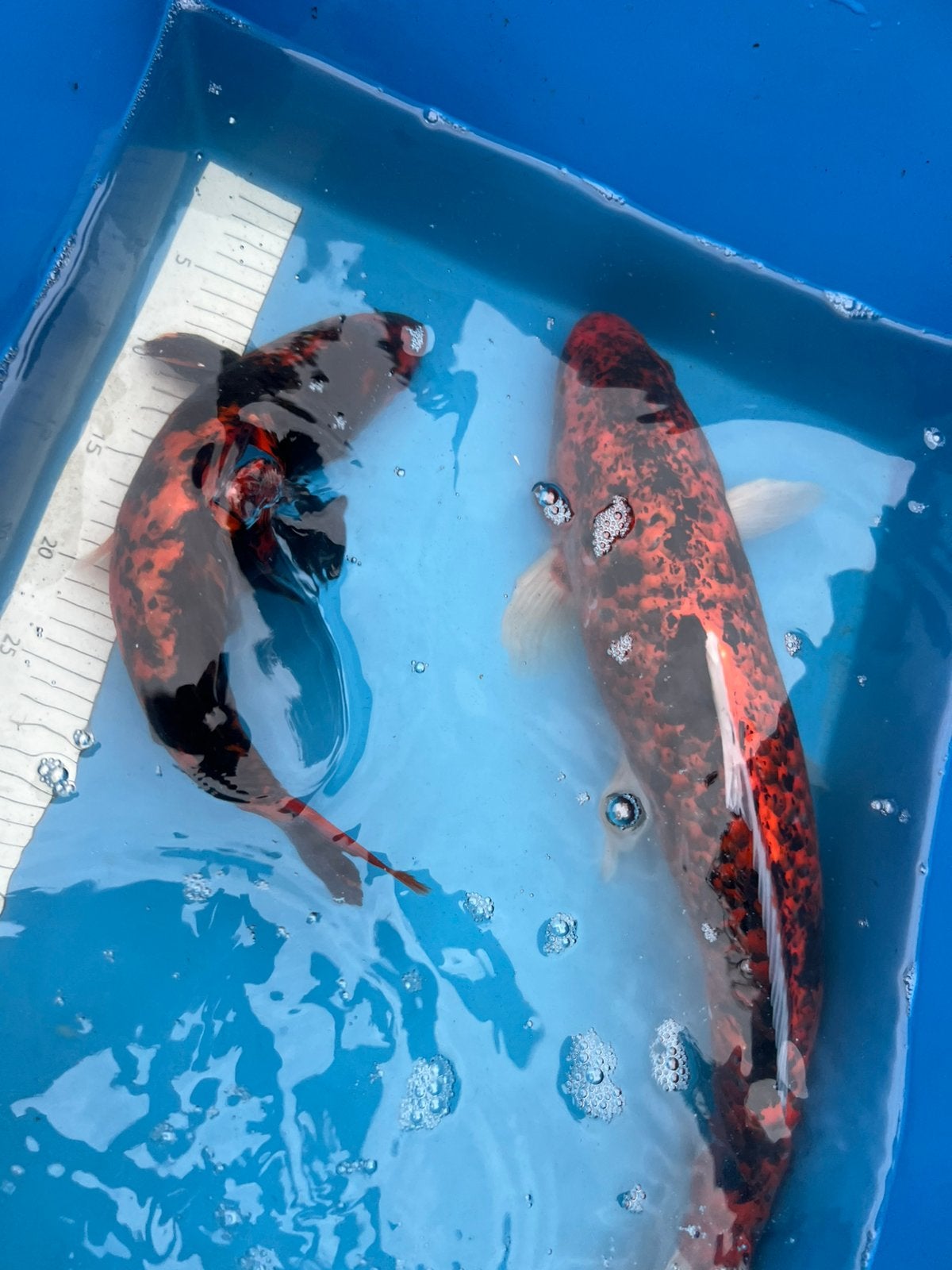 2 mooie koi’s, Dieren en Toebehoren, Karper of Koi