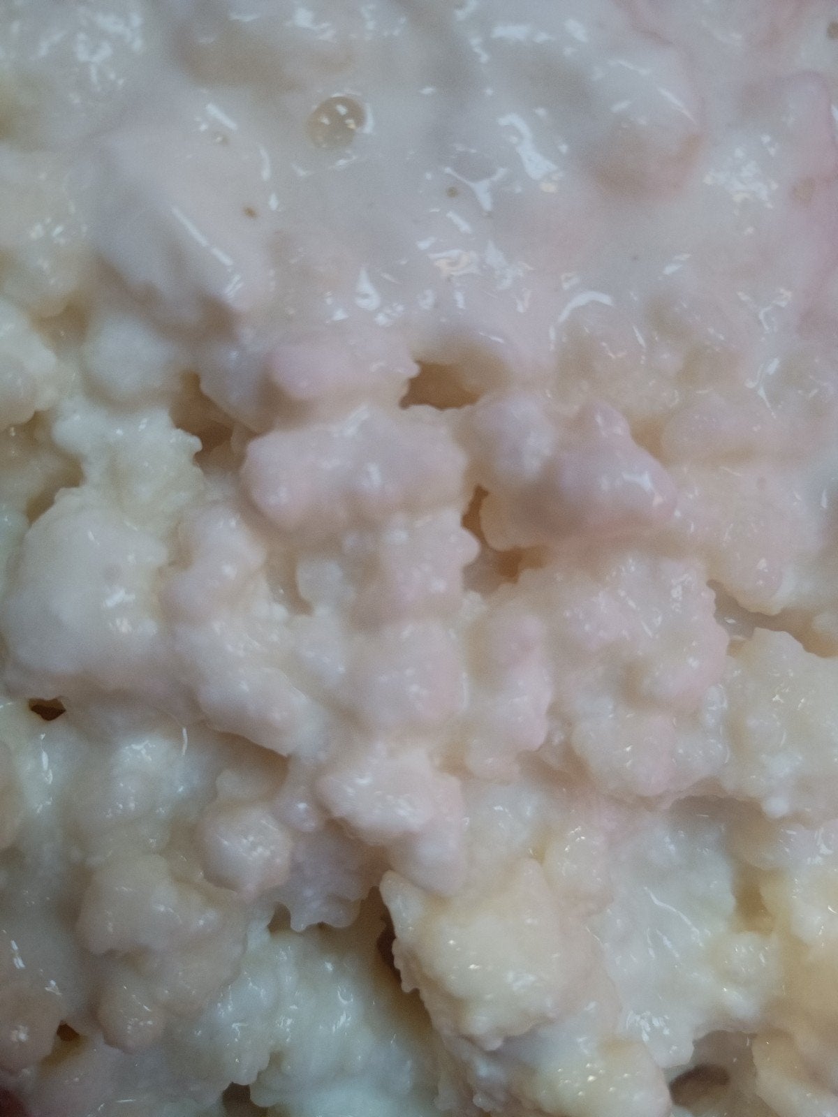 Verse melk kefir korrels, Ophalen of Verzenden
