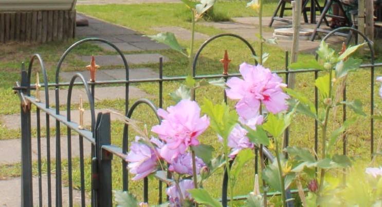 Smeedijzeren sierhekwerk, Tuin en Terras, Tuinhekken en Hekwerk, Ophalen, Met poort, Gebruikt, Sierhekwerk