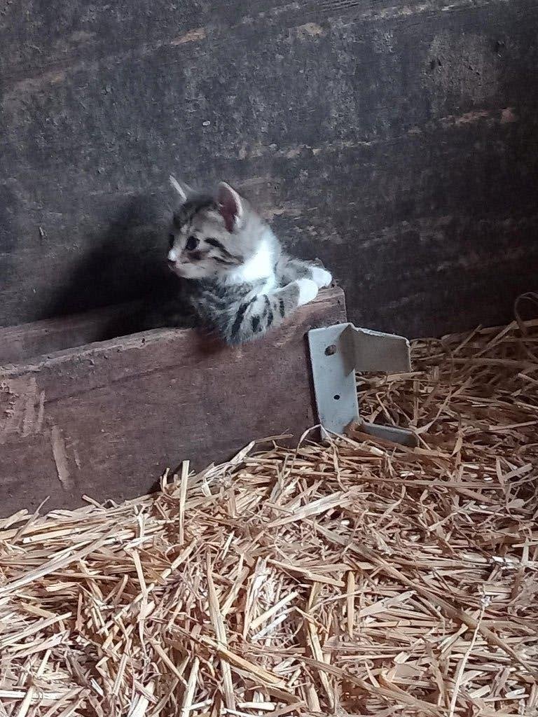 5 boerderij kittens tekoop, Meerdere dieren