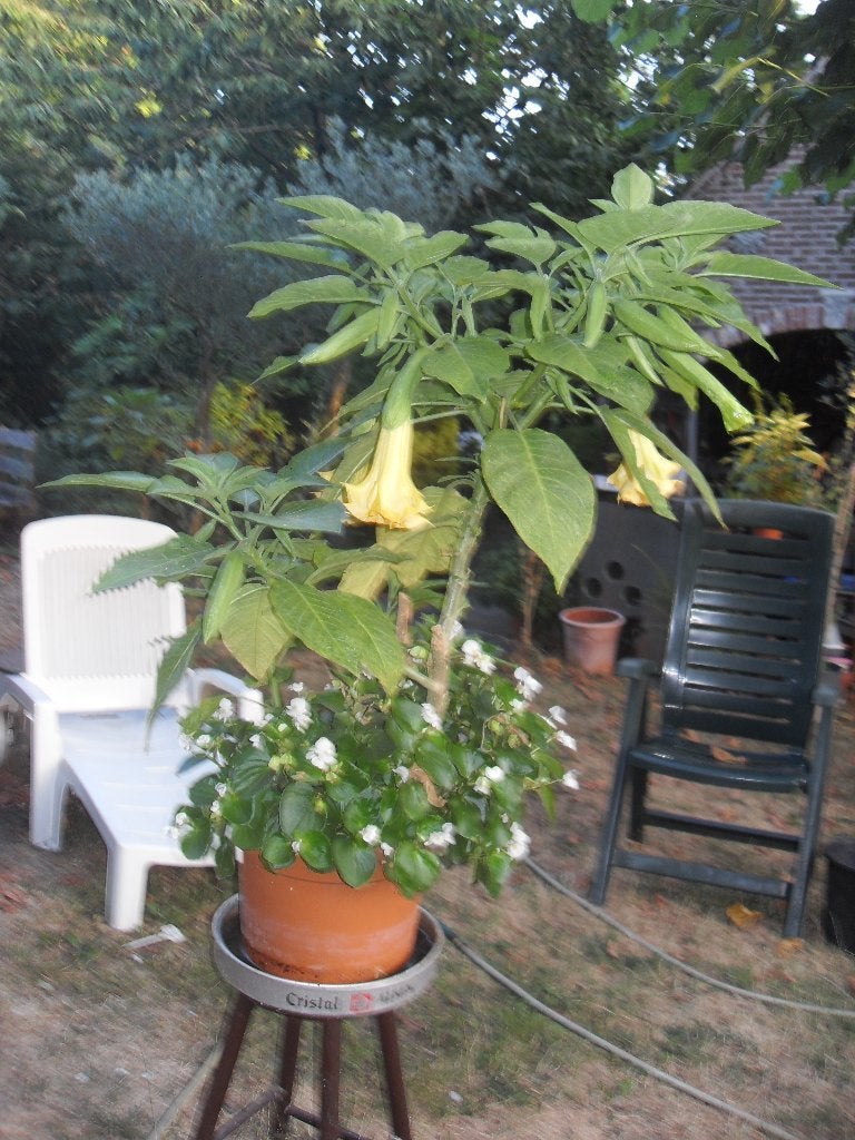 plant, Volle zon, Vaste plant, Zomer, Ophalen