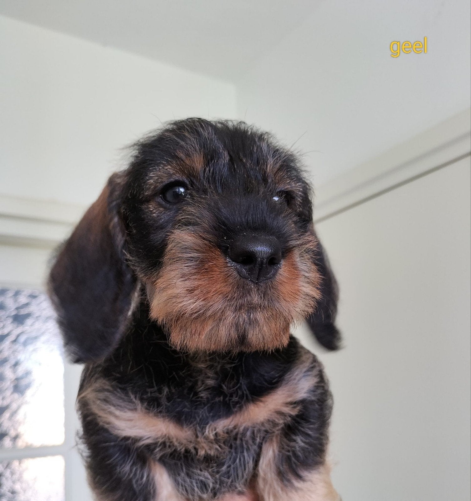 ruwharige teckelpups wildkleur, Dieren en Toebehoren, Standaard, 8 tot 15 weken, CDV (hondenziekte), Meerdere