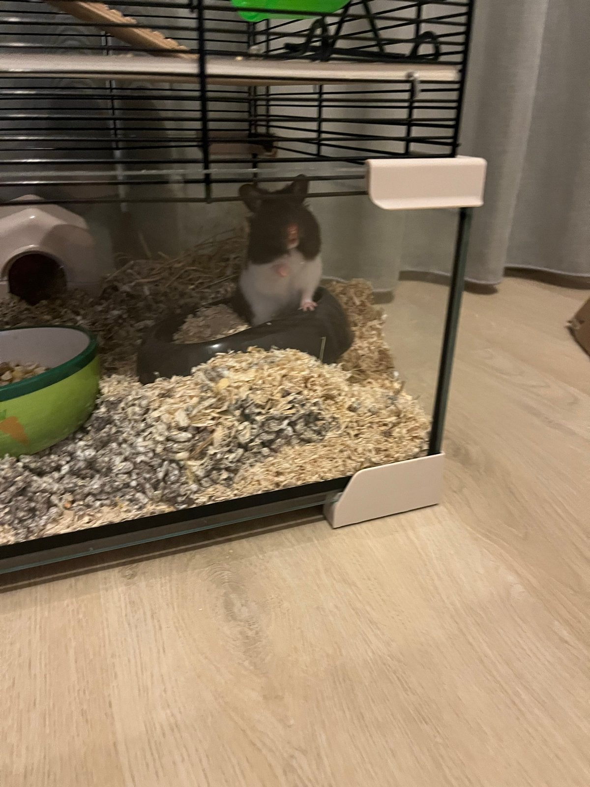 Goudhamster met hamsterkooi en toebehoren, Dieren en Toebehoren, Knaagdieren, Hamster, Maart, Vrouwelijk, Tam