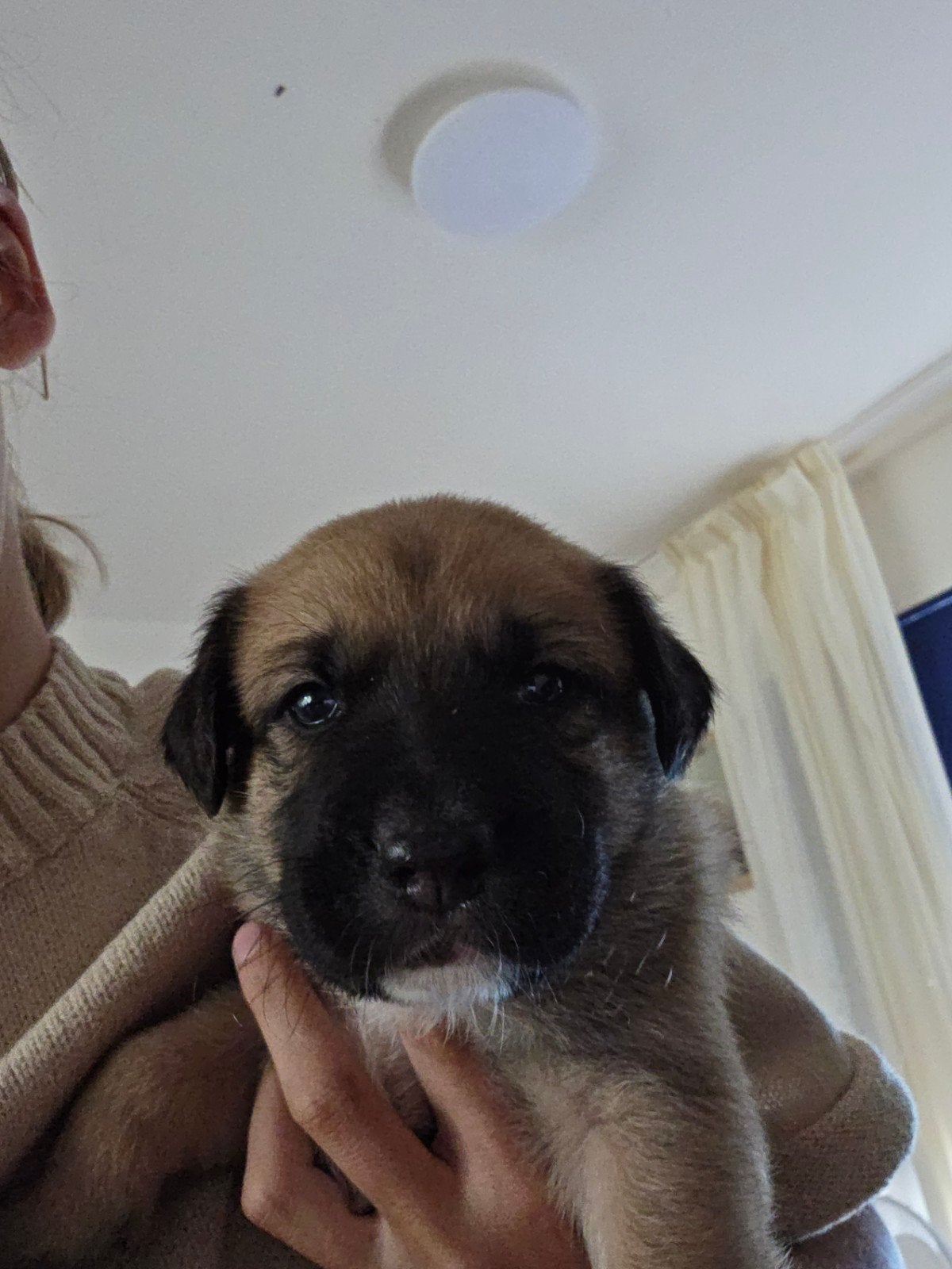 nog 3 mooie pups zoeken binnenkort eigen huisje, Dieren en Toebehoren, Parvo, Overige rassen, 8 tot 15 weken, Meerdere
