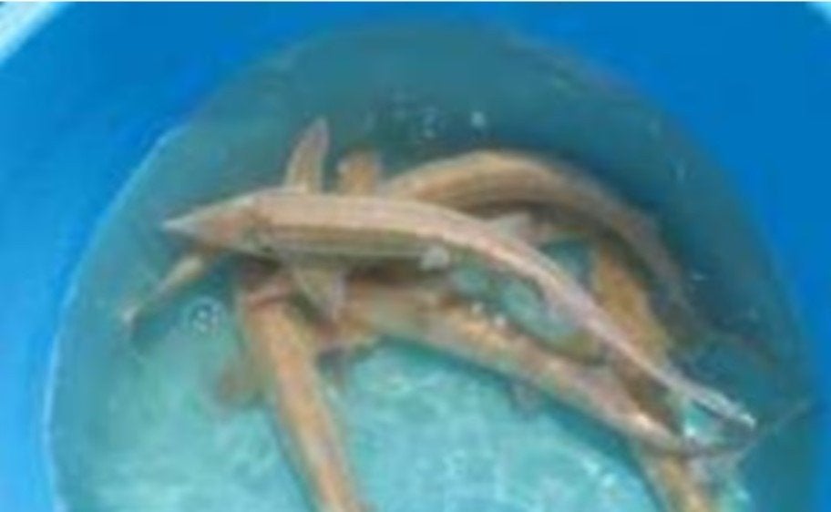 Albino steur ca 21 / 25 cm - Koidream Valburg, Dieren en Toebehoren, Steur