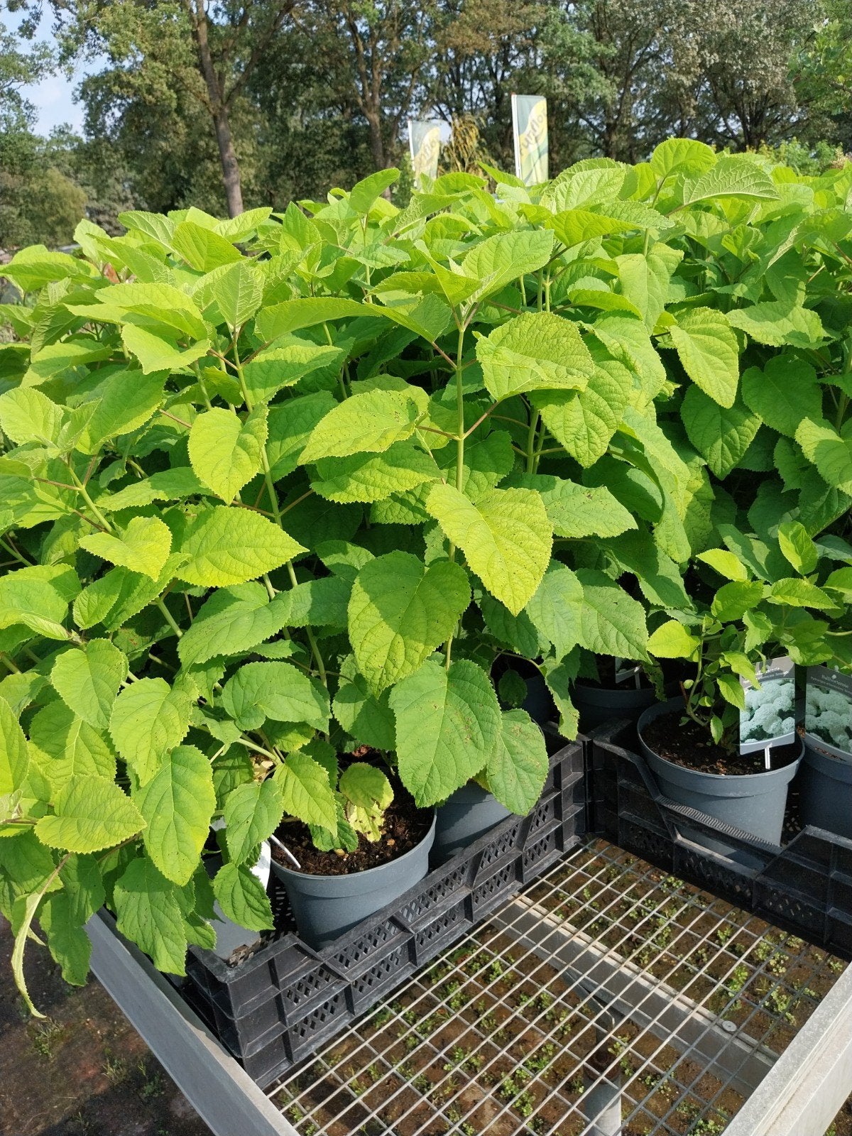 Hortensia Annabelle - 60 cm, Vaste plant, Halfschaduw, Zomer, Ophalen