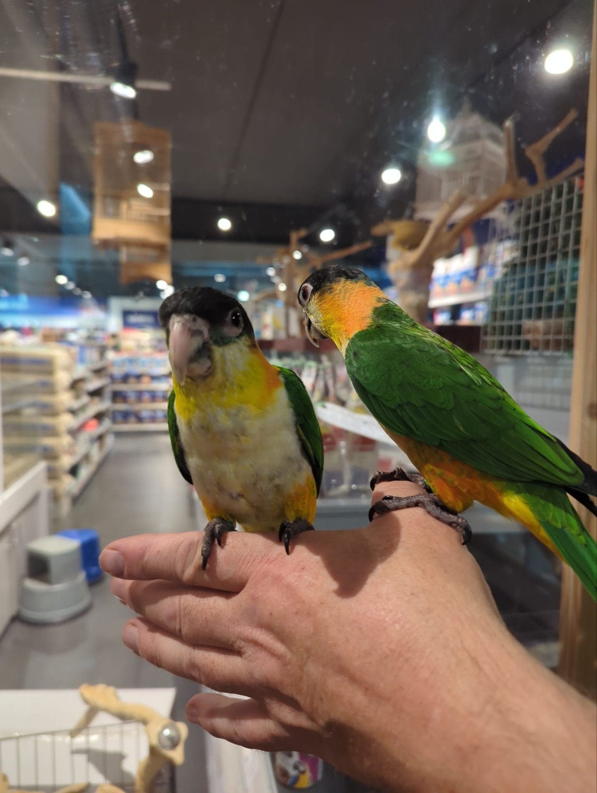 zwartkopcaiques getest en met dna., Dieren en Toebehoren, Vogels | Parkieten en Papegaaien, Meerdere dieren, Papegaai, Tam