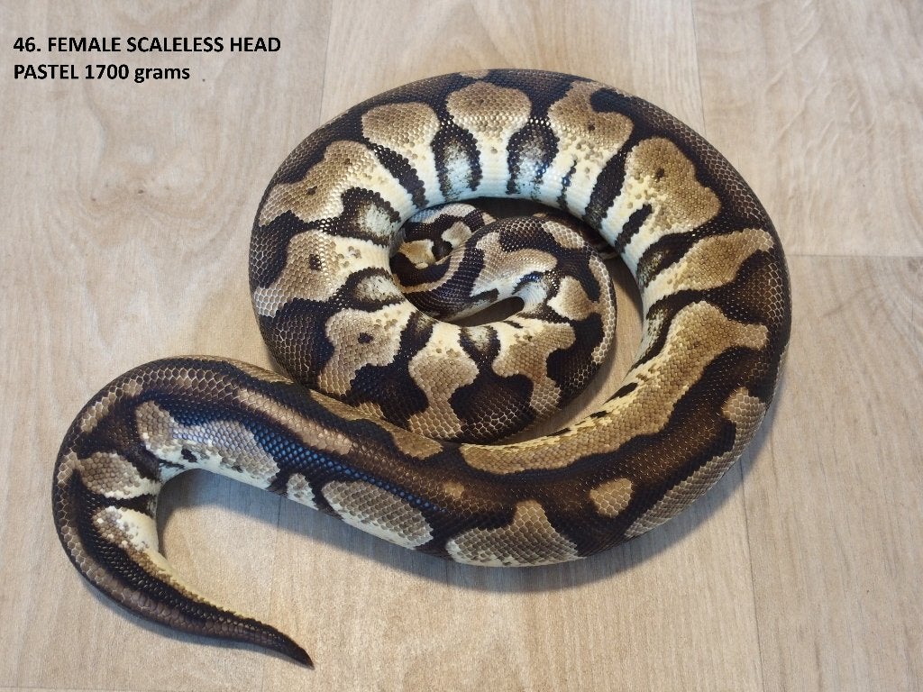 Koningspythons halfwas en kweekdieren deel 2 Ball Python photo 15