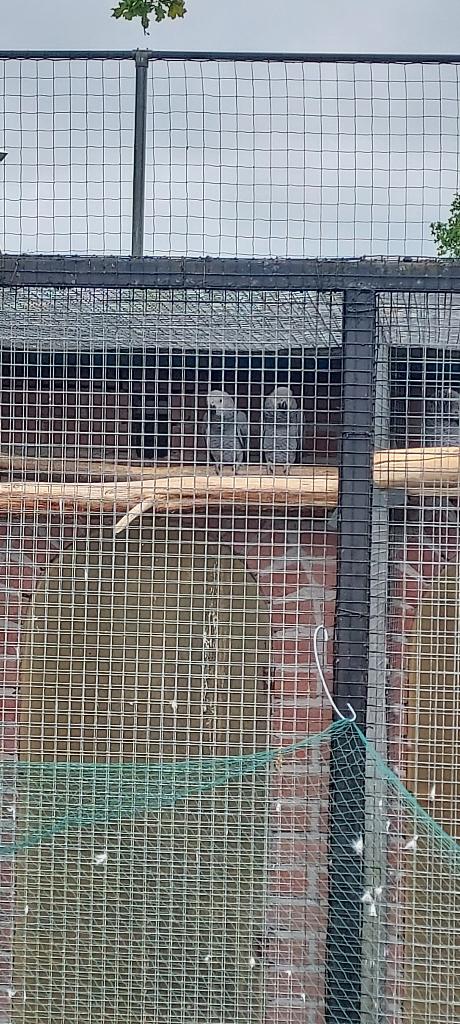 Jonge grijze roodstaarten, Dieren en Toebehoren, Vogels | Parkieten en Papegaaien, Meerdere dieren, Papegaai, Geringd