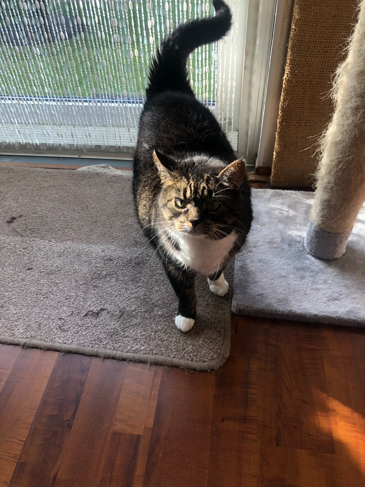 Gezellige verwende poes van 10 jaar, Poes, Kortharig, 6 jaar of ouder