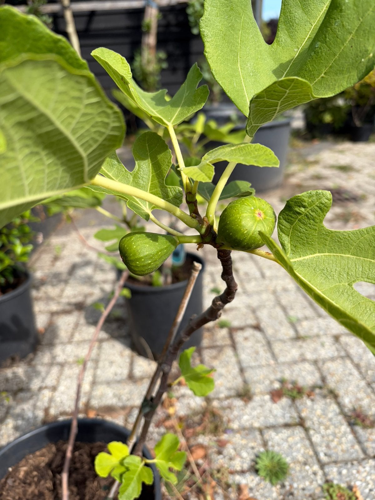 Sale Vijgen planten €19,50 pst op= op, Ophalen, Minder dan 100 cm, Vijgenboom, Zomer