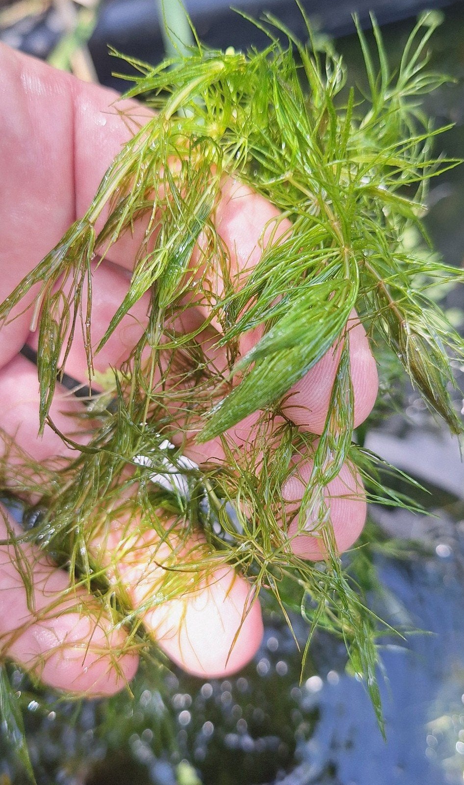 Hoornblad (Ceratophyllum demersum) - Ideale Vijverplant