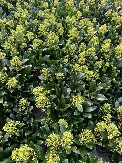 Skimmia japonica 'Rubella', Vaste plant, Halfschaduw, Winter, Ophalen