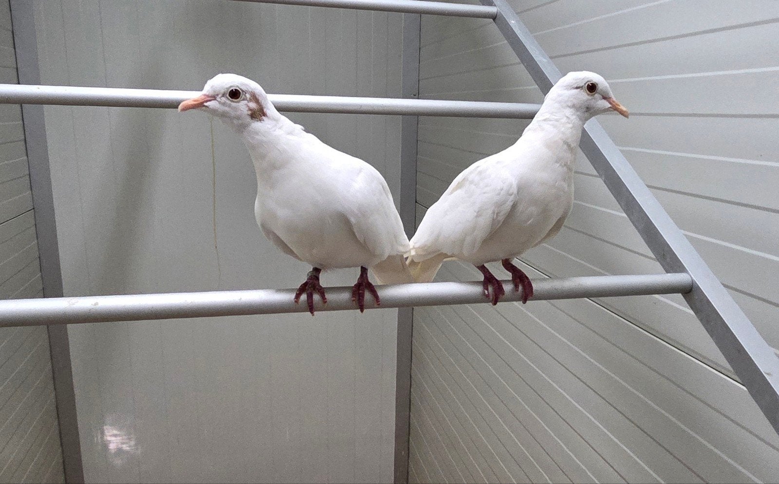Witte lachduiven (tam), Meerdere dieren, Tortelduif
