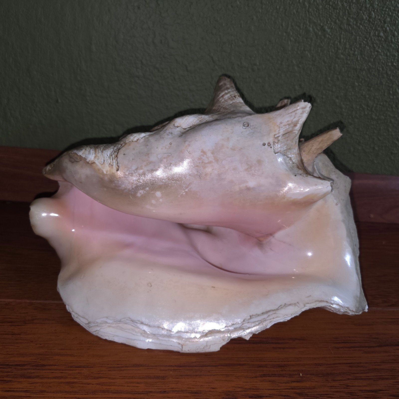 grote zee schelp, Ophalen of Verzenden, Schelp(en)