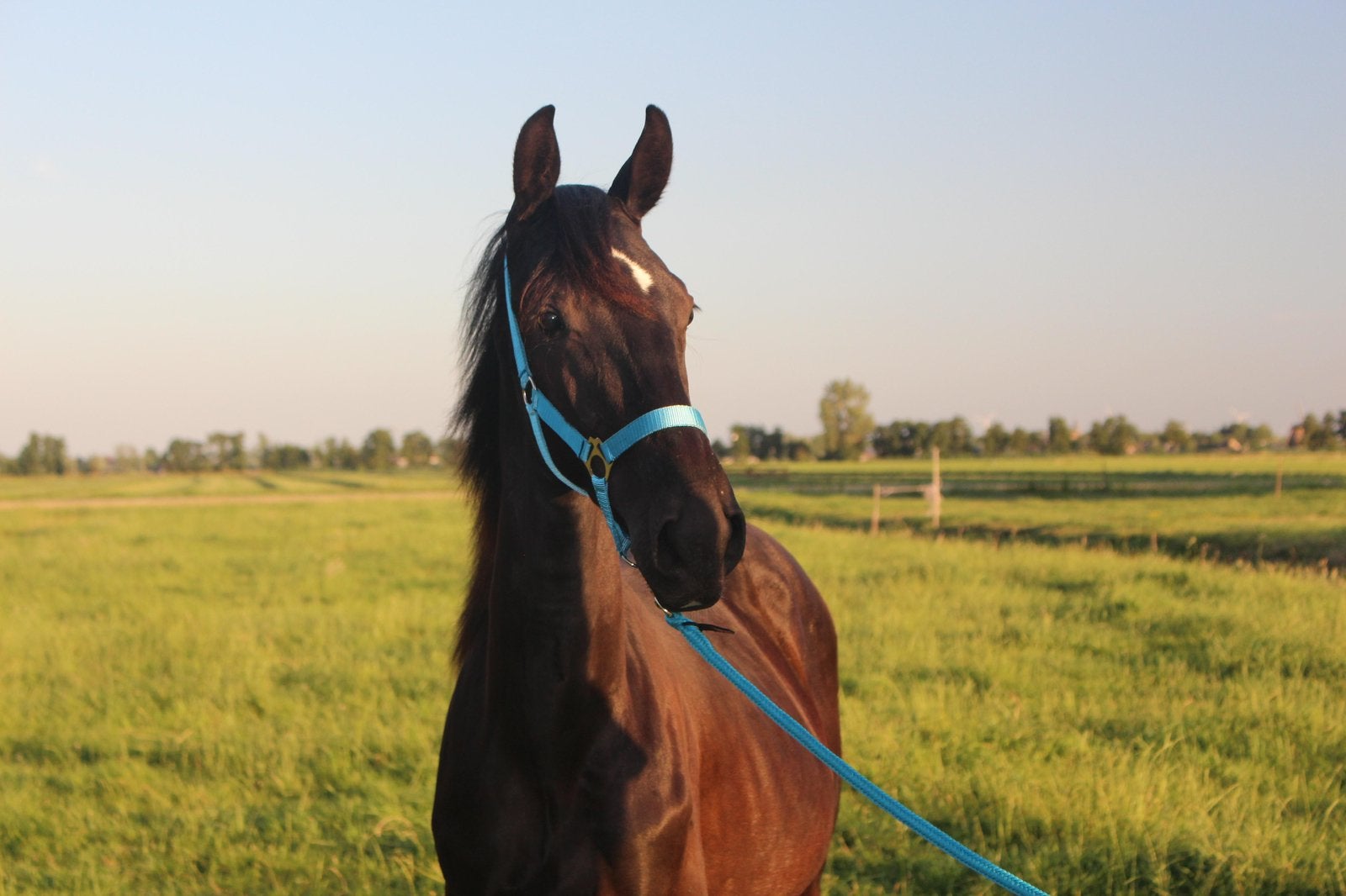 Te koop: lieve jaarling hengst Versace on the Floor, Met stamboom, Dressuurpaard, 0 tot 2 jaar, Hengst