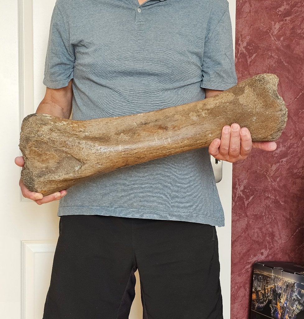 Tibia (scheenbeen) Wolharige mammoet, Ophalen of Verzenden, Fossiel