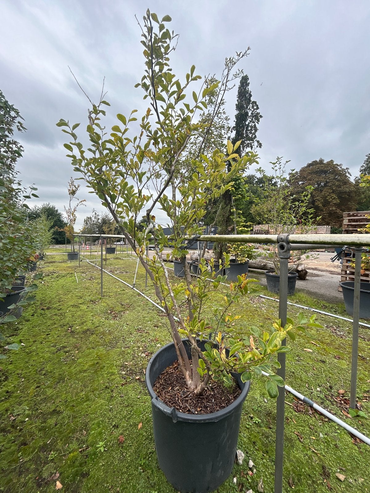 Styrax chinensis in 125 liter pot, Vaste plant, Halfschaduw, Zomer, Ophalen