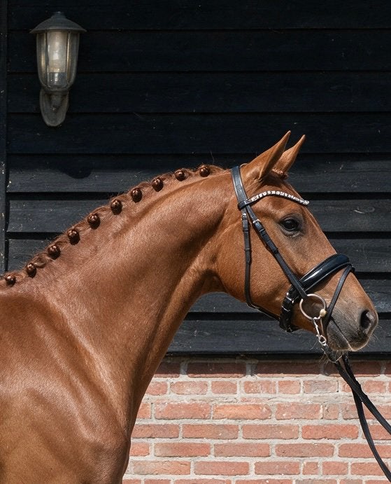 Talentvolle kwpn merrie