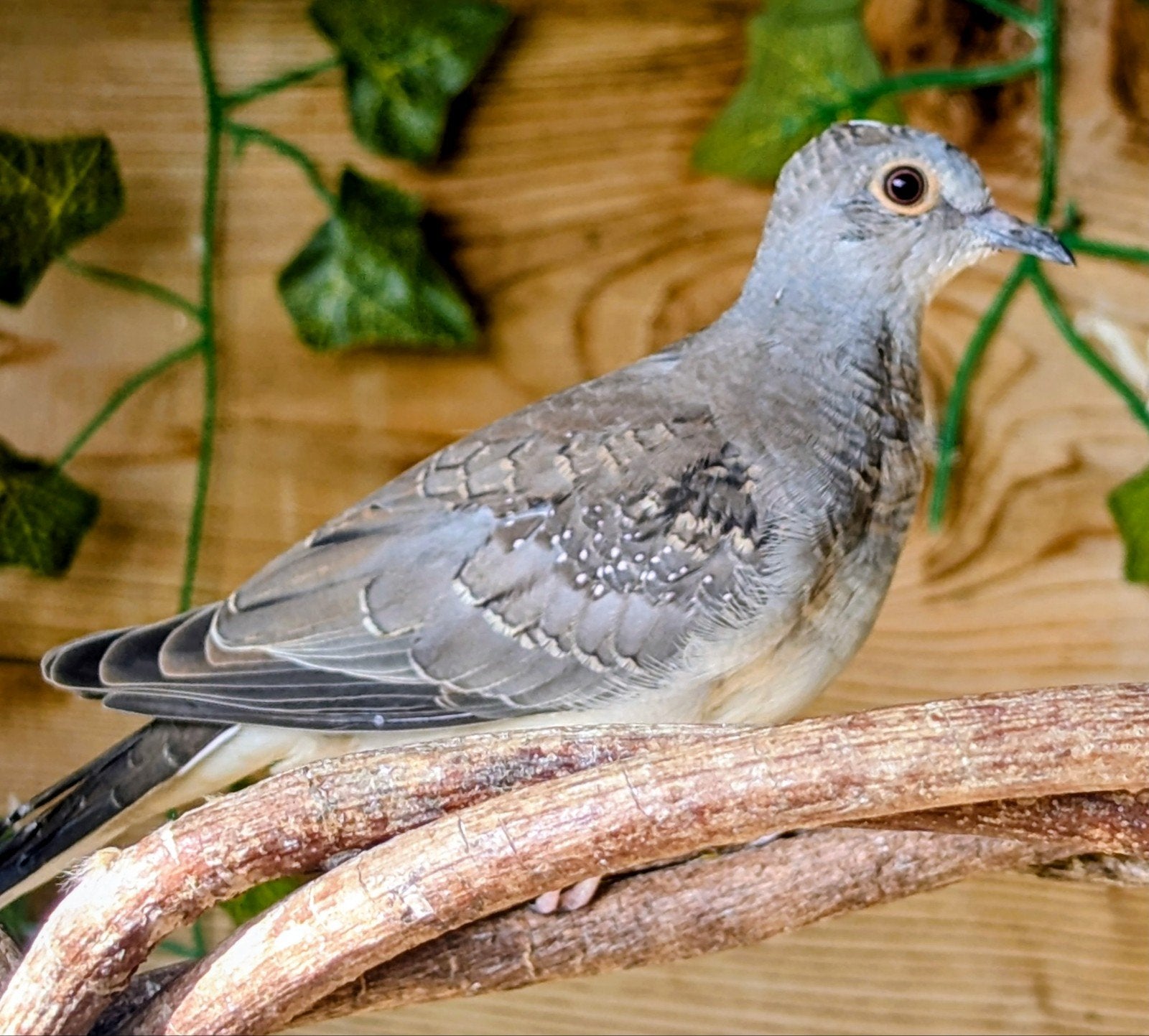 Diamant duif bont babies 2 poppen en een man, Meerdere dieren, Overige soorten