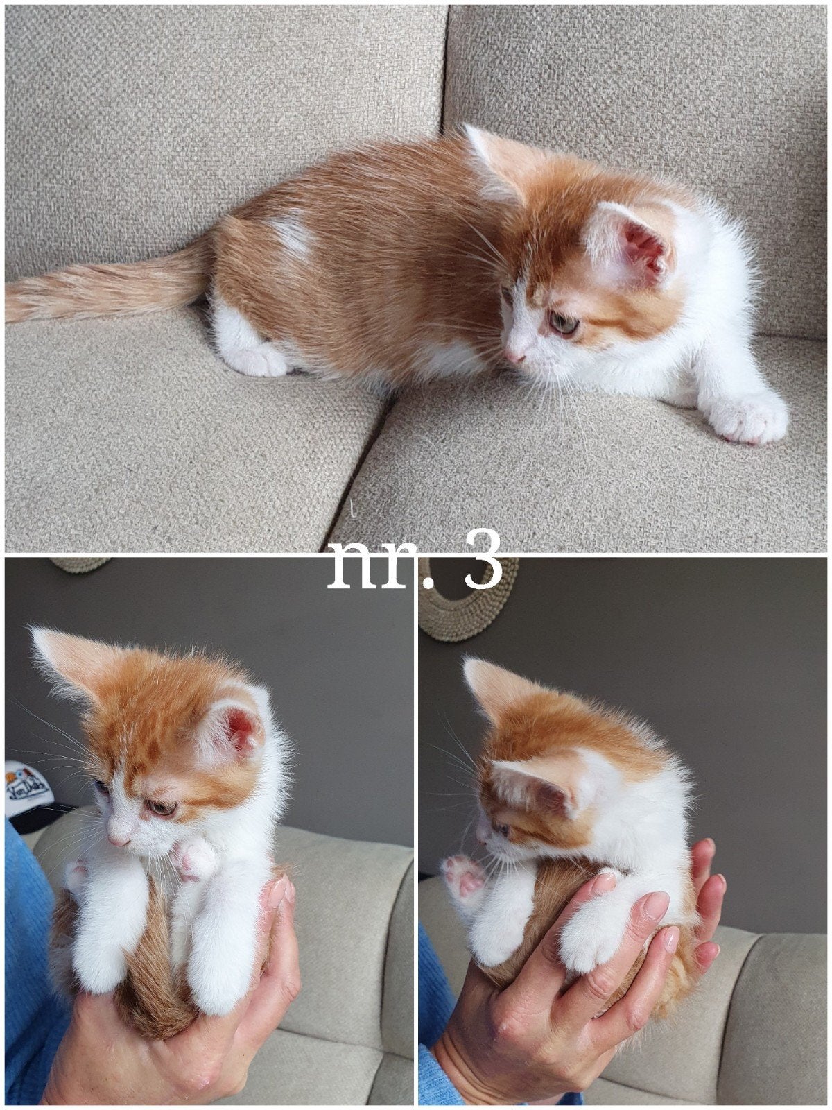Rode kittens, Dieren en Toebehoren, Katten en Kittens | Overige Katten, Meerdere dieren