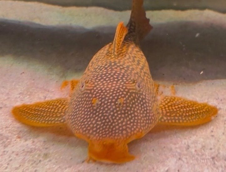 Sunshine pleco L14, Dieren en Toebehoren, Vis, Zoetwatervis