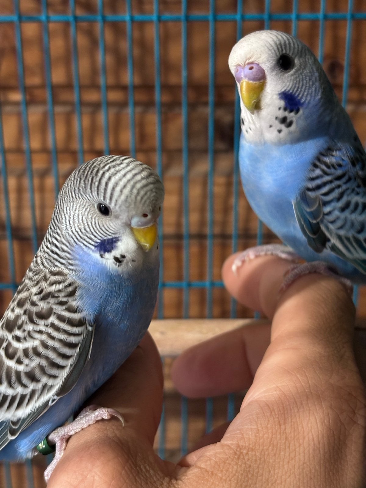2 jongen parkieten handtam, Meerdere dieren, Parkiet, Geringd