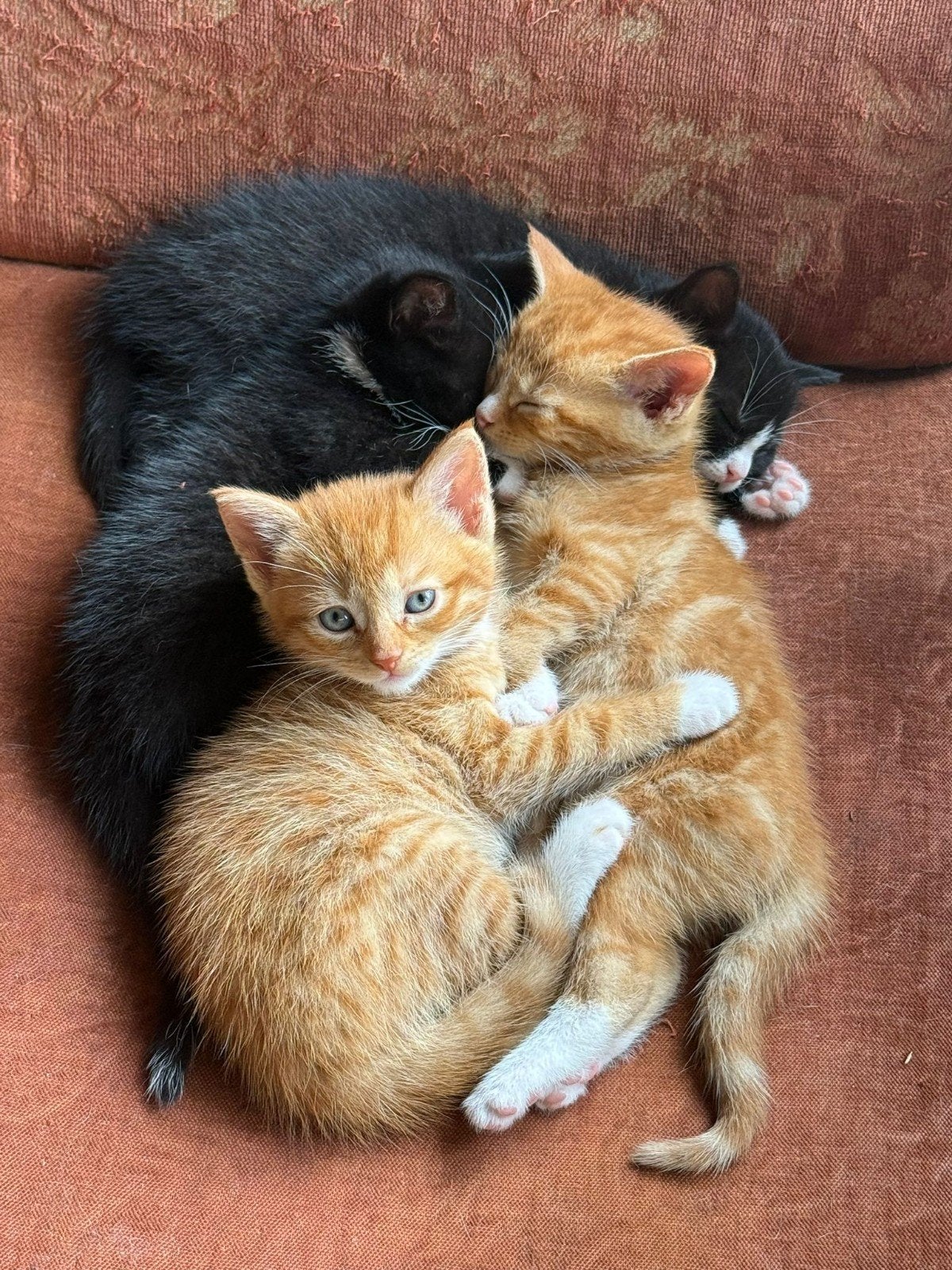 Kittens, Dieren en Toebehoren, Katten en Kittens | Overige Katten, Meerdere dieren, Kortharig, 0 tot 2 jaar