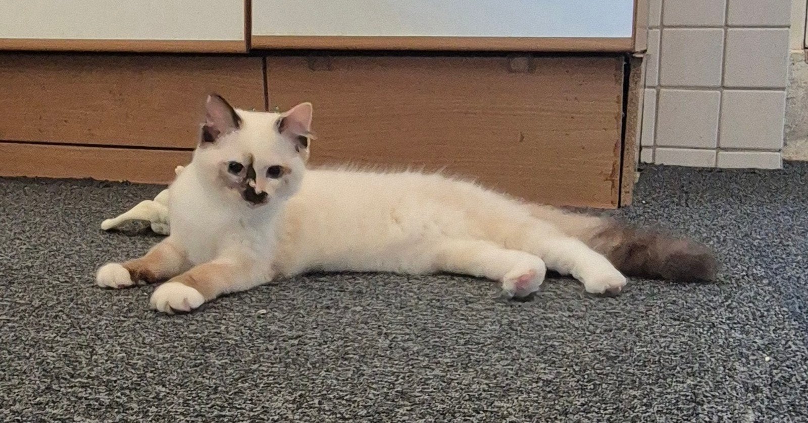 Lieve Luna is opzoek naar een goed plekje!, Poes, Ontwormd, 0 tot 2 jaar