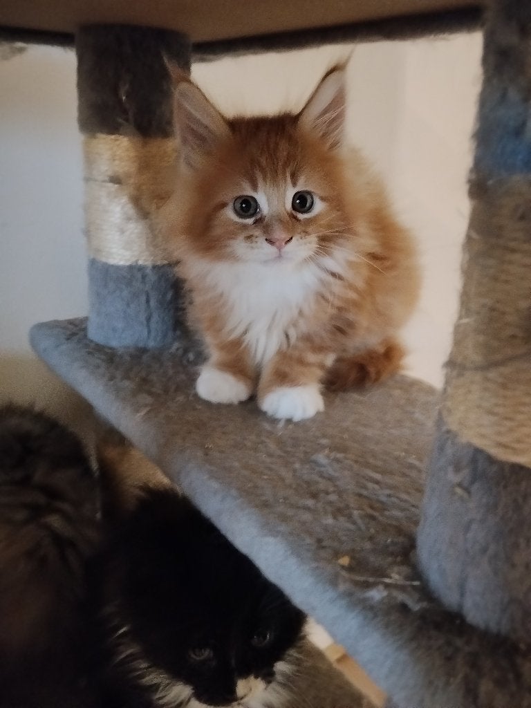 Russische Maine Coon kittens met stamboom, Meerdere dieren, Met stamboom