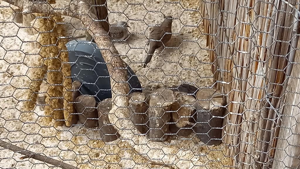 Te koop diamantduifjes, Dieren en Toebehoren, Meerdere dieren, Overige soorten