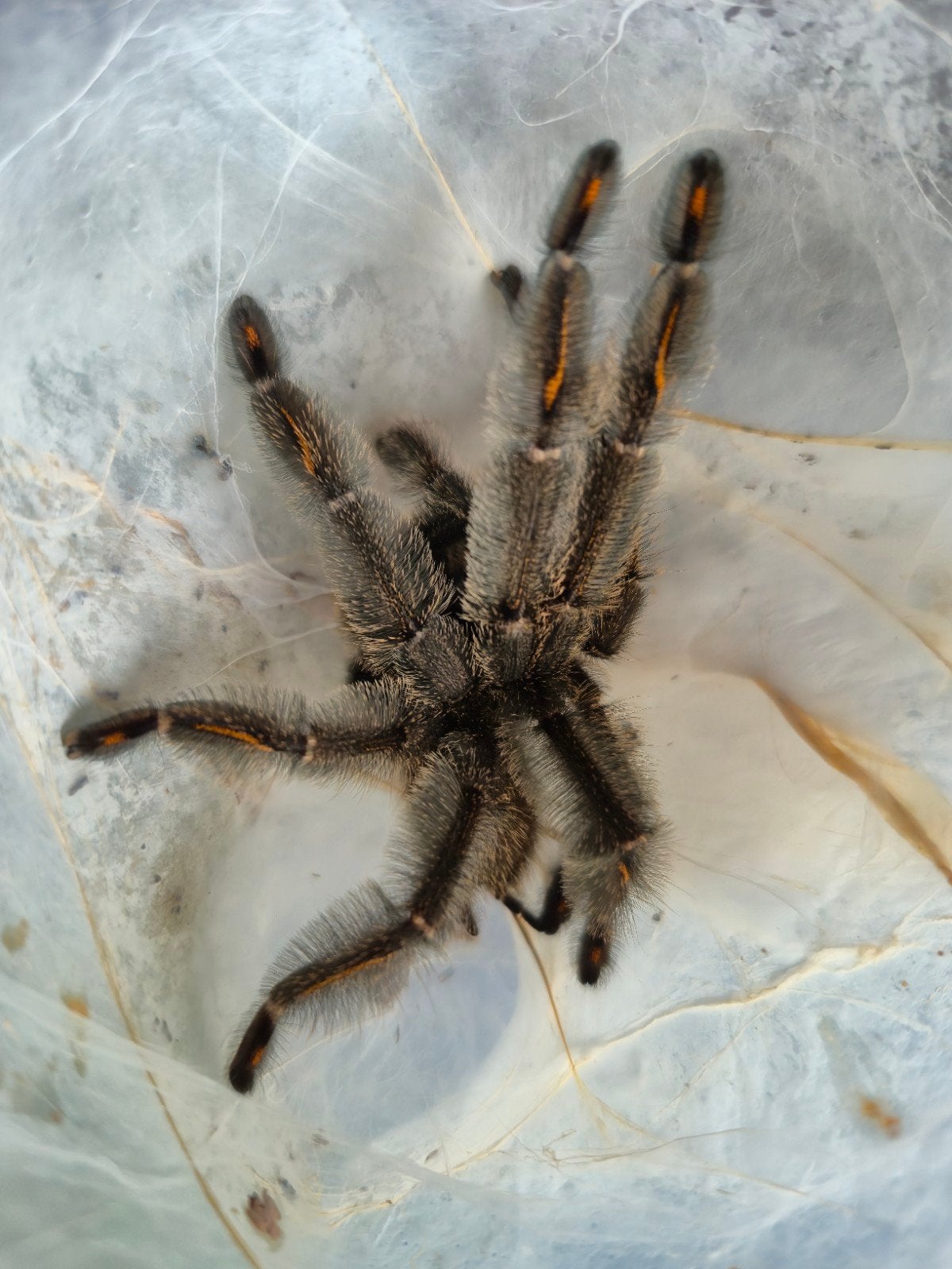 Psalmopoeus irminia 1.0 te koop., Dieren en Toebehoren, Spin of Schorpioen