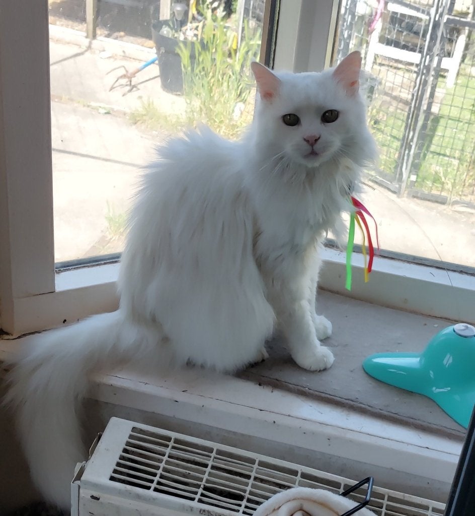 Maine coon poes, Poes, Gechipt, 6 jaar of ouder