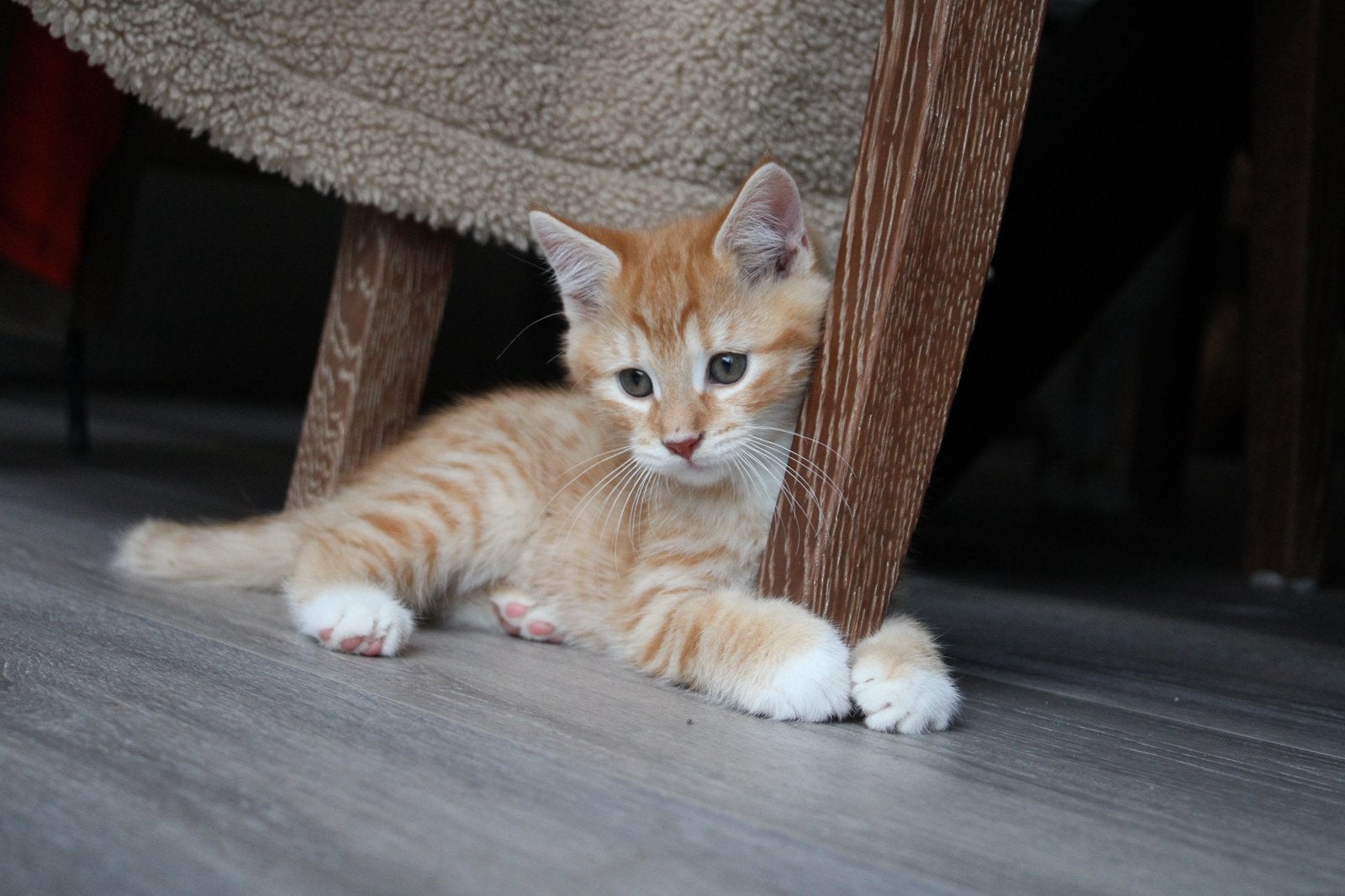 Maine coon kittens, Dieren en Toebehoren, Meerdere dieren, Gechipt, 0 tot 2 jaar
