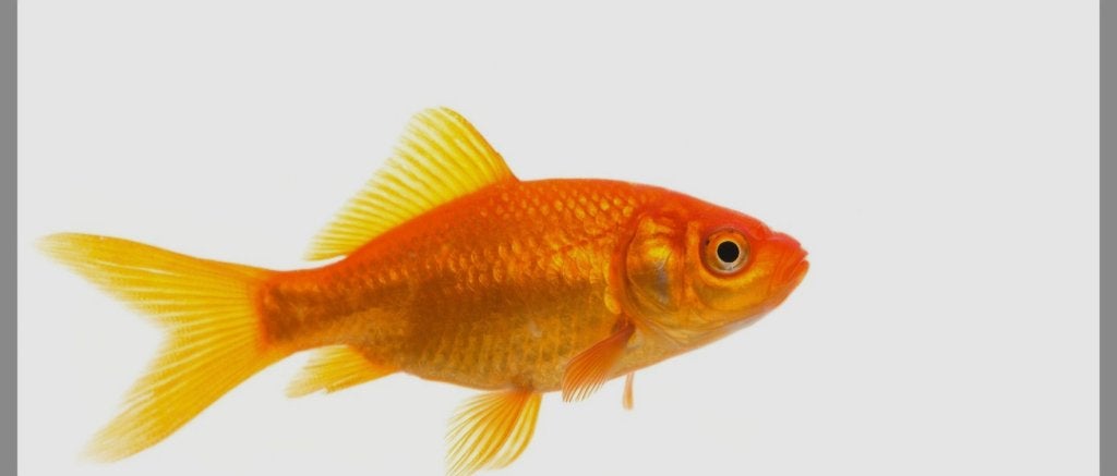 Goudvisjes, Dieren en Toebehoren, Ophalen
